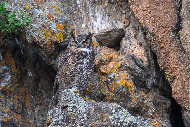 Great Horned Owl on the nest on an Estes Park Photo Tour